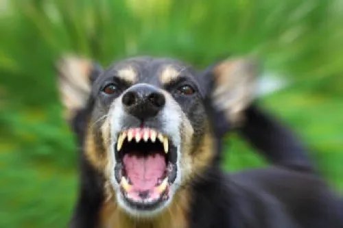 Dog bite injury